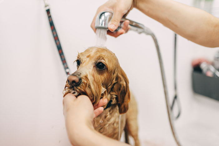 //doggroomingvan.com.au/wp-content/uploads/2017/08/BATHING.jpg